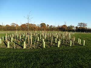 hedgerow tree planting service