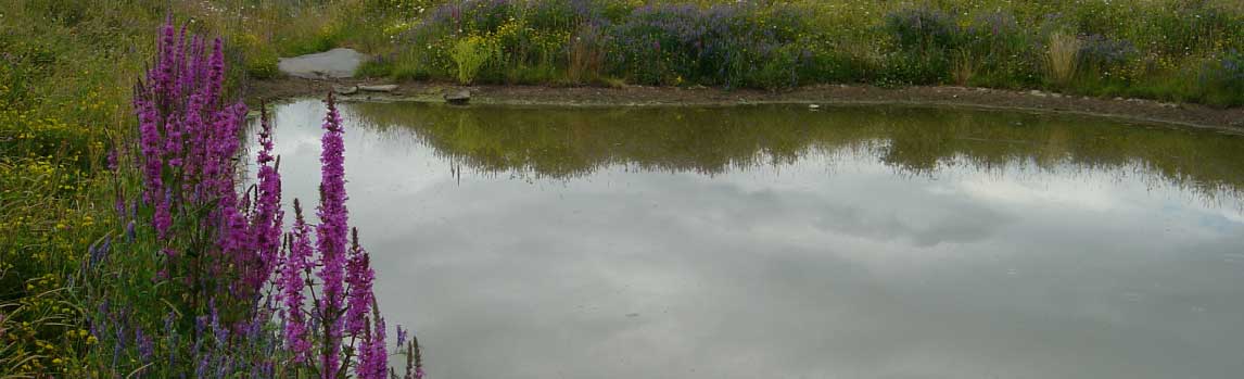 pound design and pond installation norwich